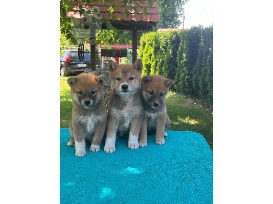 Κουτάβια Shiba Inu